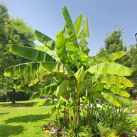 Bananenplant Musa basjoo - Musa basjoo - Bakker