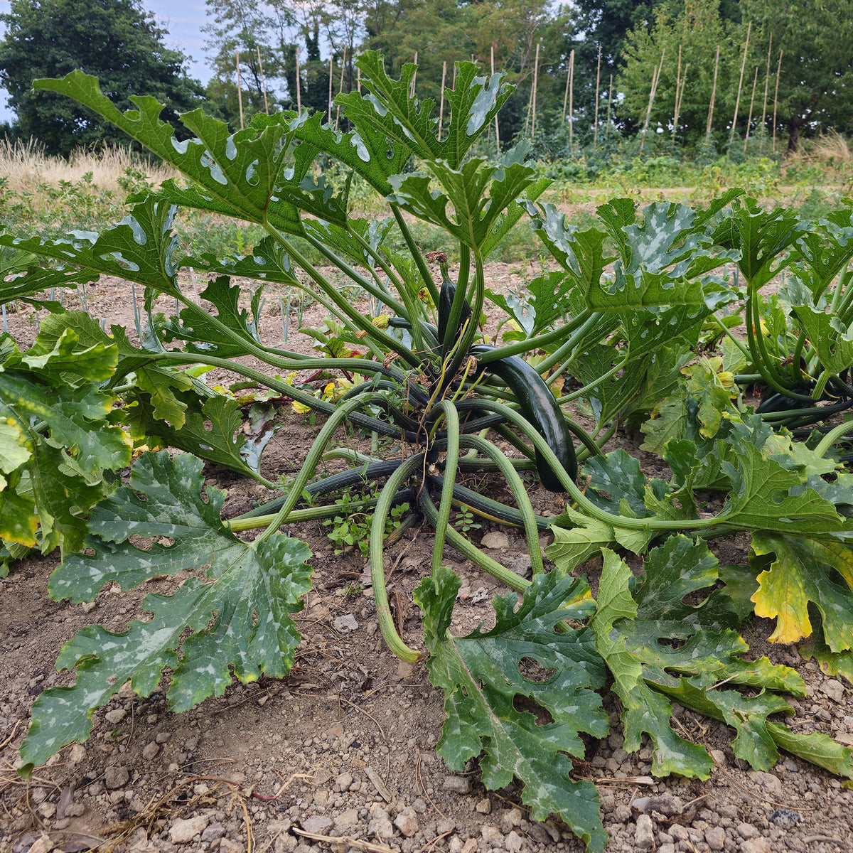 10 zaden "Black Beauty" Courgette. - Bakker