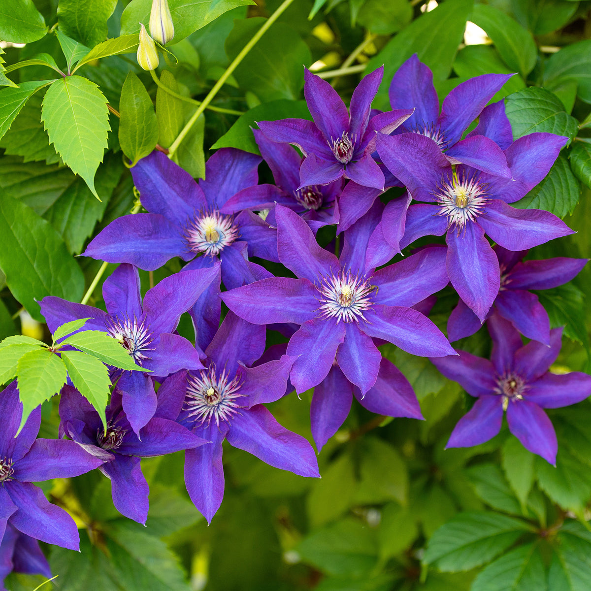 Clematis - Clematis Collectie: Ville de Lyon, Miss Bateman Ville de Lyon, juffrouw Bateman, voorzitster (x3) - Clematis Ville de Lyon, Miss Bateman, Président