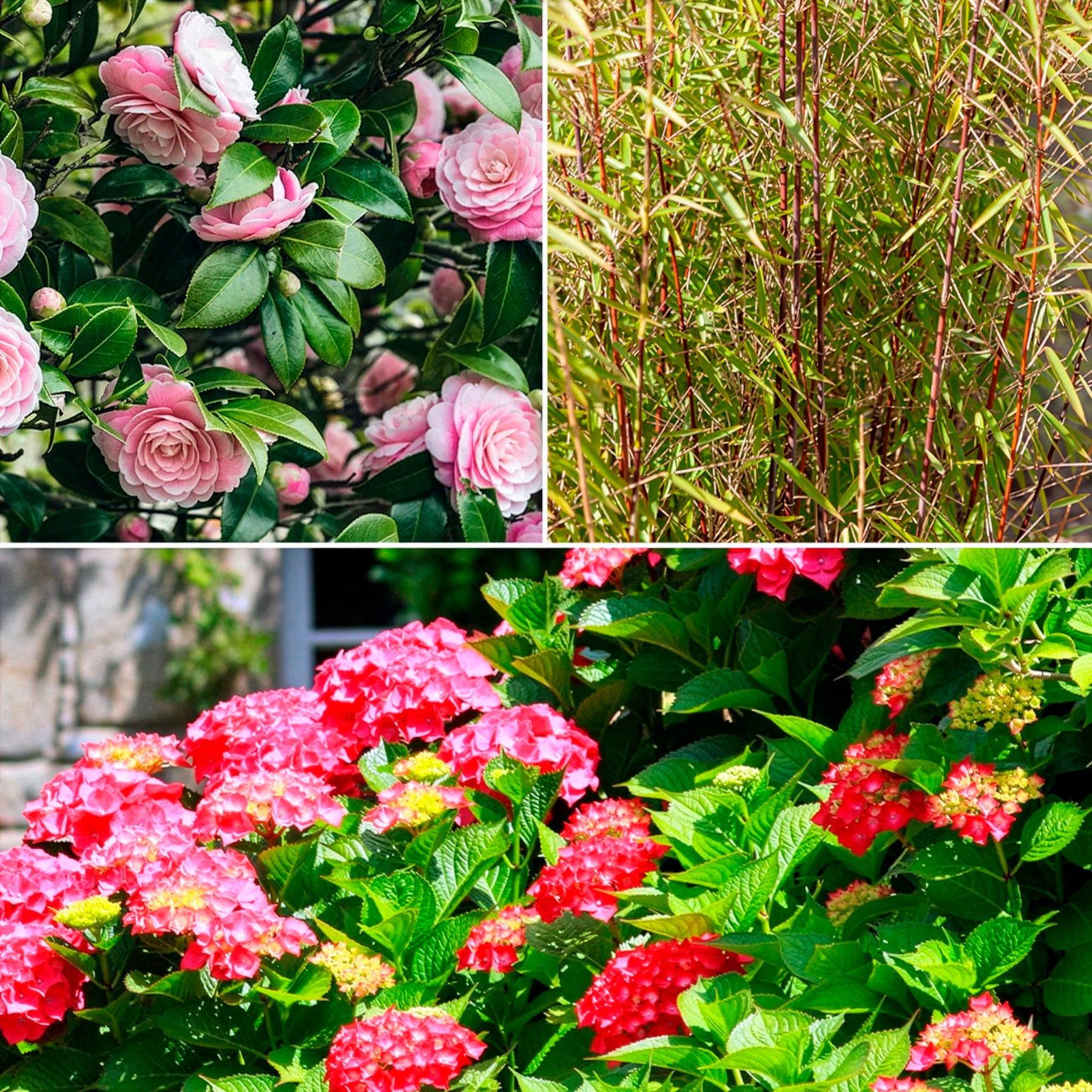 Boeren Boerenhortensia, Japanse roos, bamboe (x3) - Bakker
