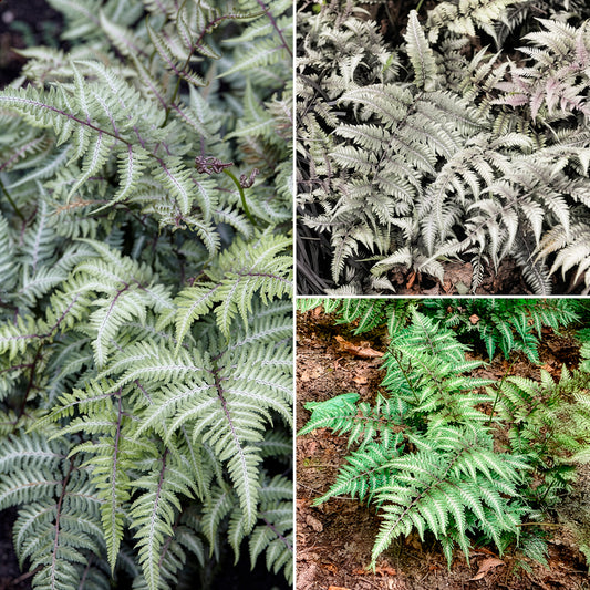 Wijfjesvaren - Bakker