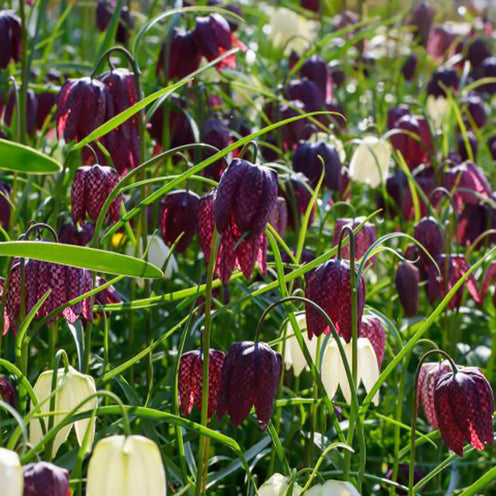 Kievitsbloemen gemengd (x30) - Bakker