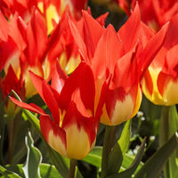 5 Tulpen 'Flames Mystery' - Tulipa Fosteriana Flames Mystery - Bakker