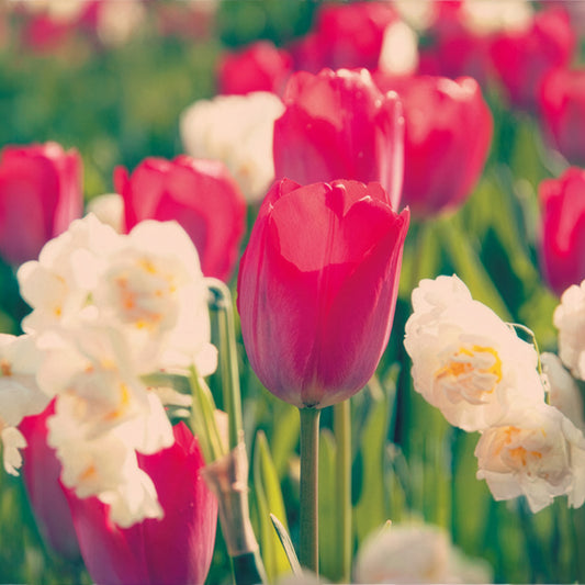 Tulp Van Eijk & narcis Bridal Crown - Bakker