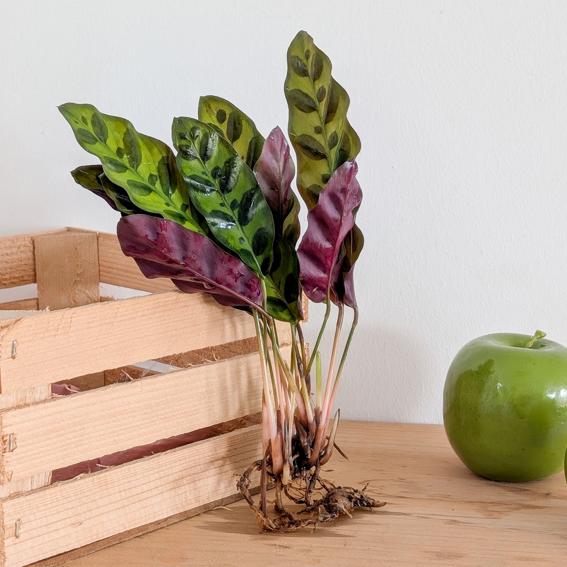 Calathea Insignis - Bakker