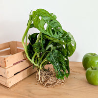 Monstera / - Bakker