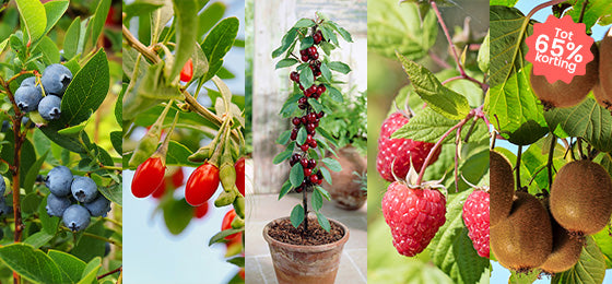 Fruitplanten tot 65% korting!