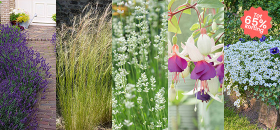  7 soorten vaste planten tot 65% korting!