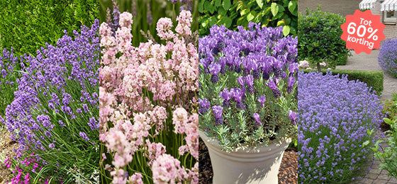Weekenddeal: onze 4 lavendel tot 60% korting!