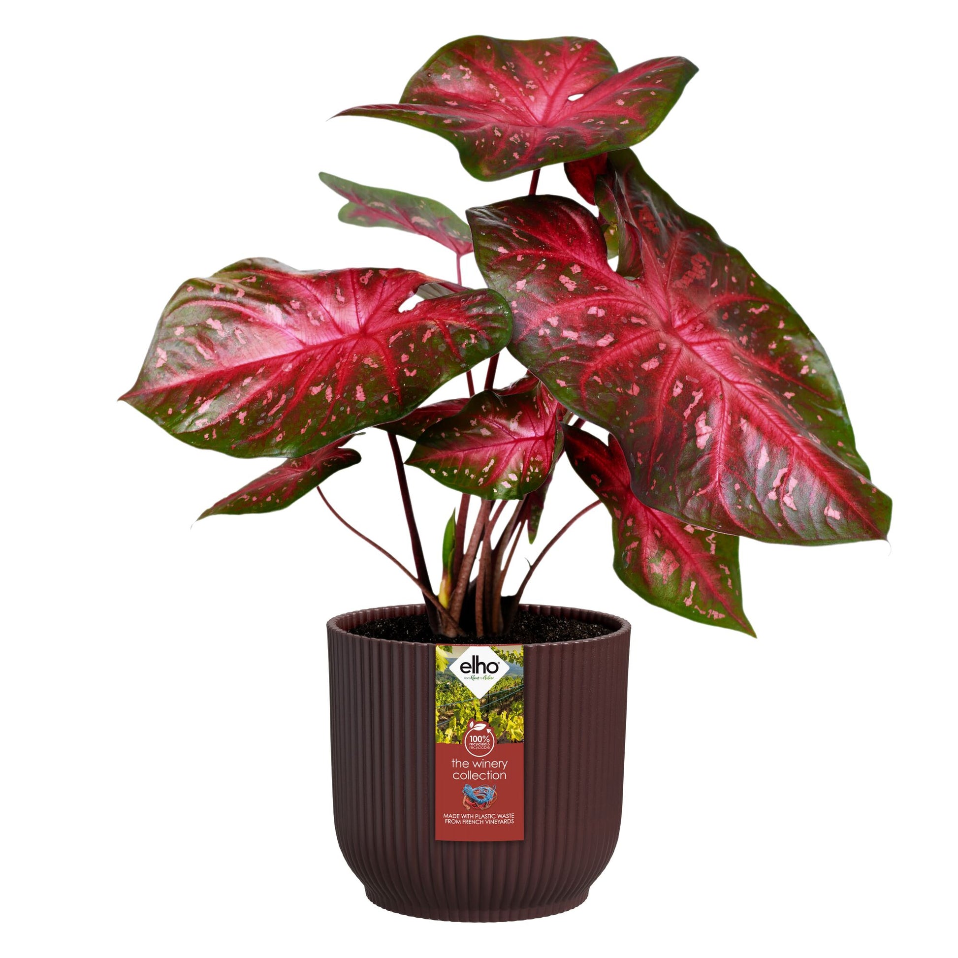 Elho Bloempot The Winery collection Bordeaux rood -  - Bakker