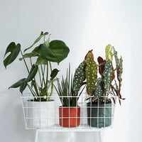 Elho Bloempot B for soft rond - brique -  - Bakker