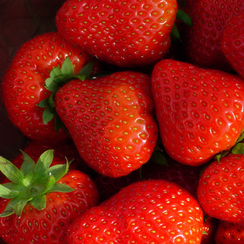 Aardbei plant 'Sonata' - Bakker