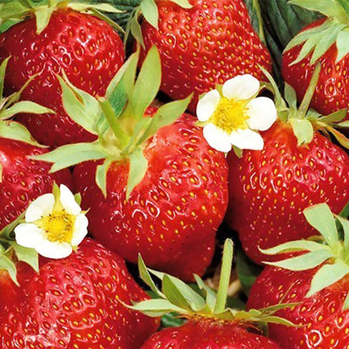 Aardbei plant 'Ostara' - Bakker