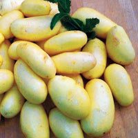 Aardappel 'Jazzy' - Solanum tuberosa jazzy - Moestuin