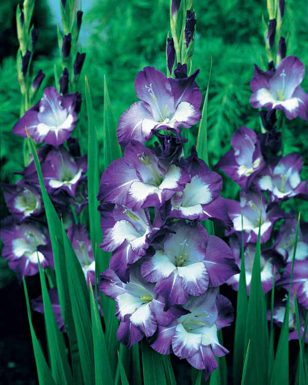 Gladiolus 'nori', 'green star', 'manteca', after s