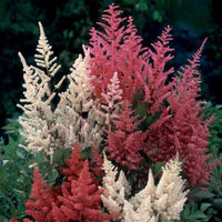 2 Astilbe - Mix 'Magic'