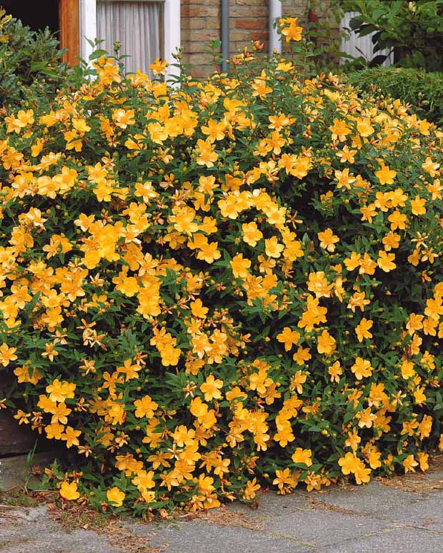 Hertshooi, Spierstruik, Bonte liguster, Blauwbaard - Hypericum, spiraea, ligustrum aureum, caryopteris, - Hagen