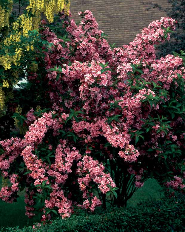 Hertshooi, Spierstruik, Bonte liguster, Blauwbaard - Hypericum, spiraea, ligustrum aureum, caryopteris, - Type plant