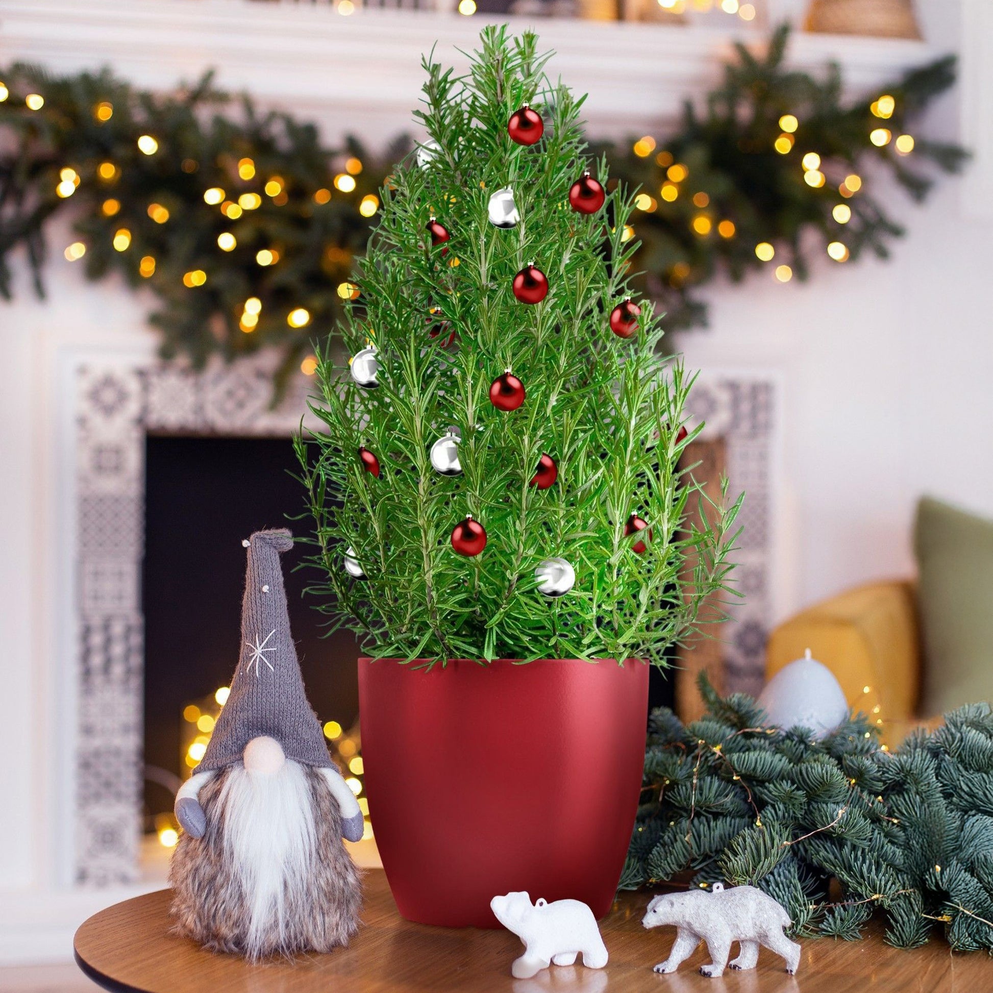 Rozemarijn 'Christmas Tree' - Bakker