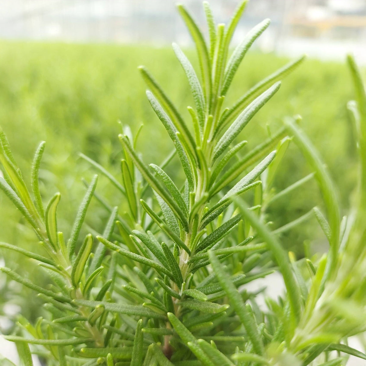 Rozemarijn 'Christmas Tree' - Rosmarinus officinalis Christmas Tree - Bakker