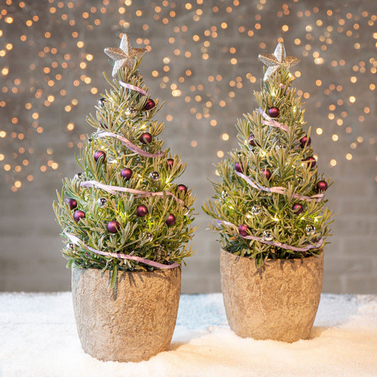 Lavendel 'Christmas Tree' - Bakker