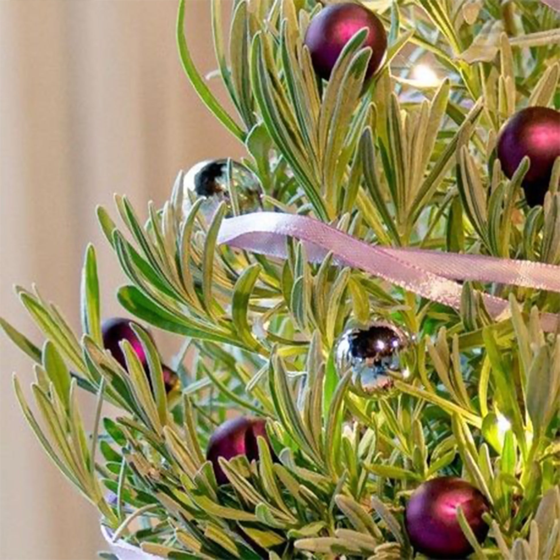 Lavendel 'Christmas Tree' - Lavandula angustifolia Christmas Tree - Bakker