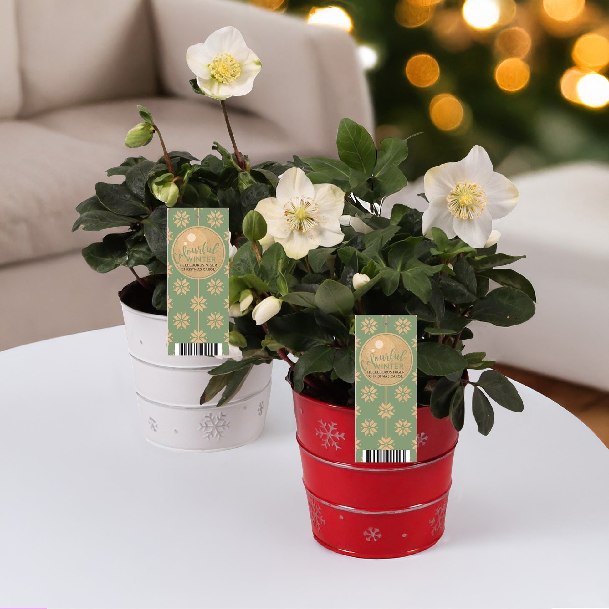 Kerstroos 'Christmas Carol' en met kerstpot - Bakker