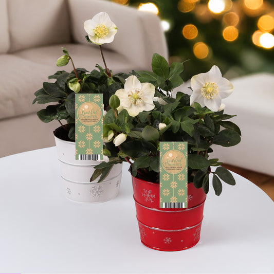 Kerstroos 'Christmas Carol' en met kerstpot - Bakker