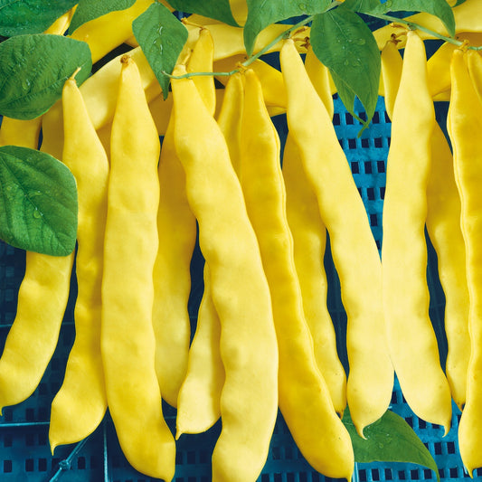 Sperzieboon met groene peulen Anita - Bakker