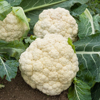 Bloemkool 'Wonder der 4 Jaargetijden' - Brassica oleracea botrytis merveille de toutes saisons - Bakker