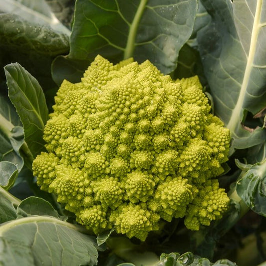 Romanesco - Bakker