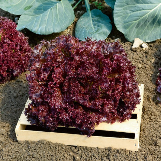 Krulsla 'Lollo Rosso' - Bakker