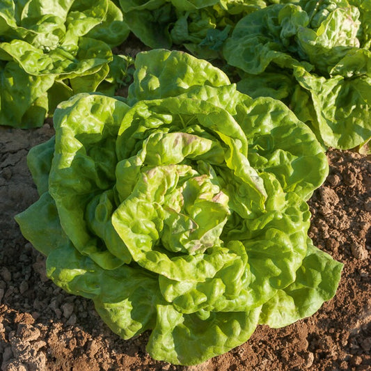 Kropsla 'May Queen' - Bakker