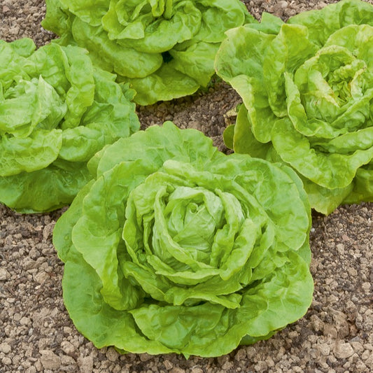 Minisla 'Gotte Jaune D'Or' - Bakker