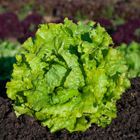 Slazaden - Batavia sla Mix 'Blonde de Paris' + 'Rouge Grenoble' + 'Doré de Printemps' - Lactuca sativa Blonde de Paris, Rouge grenobloise, Dorée de printemps