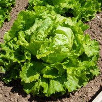 Batavia sla 'Dorée de Printemps' - Lactuca sativa capitata dorée de printemps (4 g) - Bakker