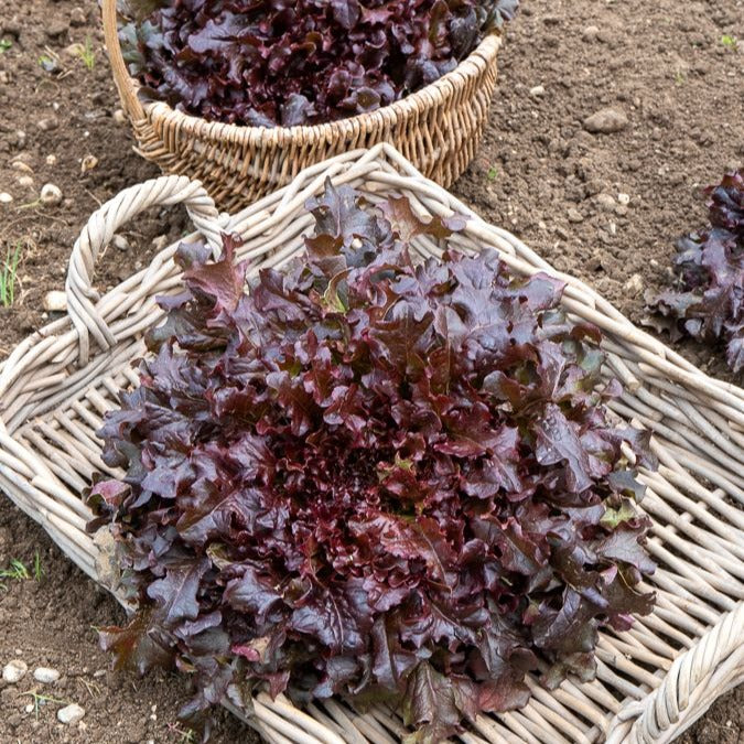 Eikenbladsla 'Red Salad Bowl' - Bakker