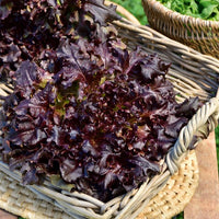 Eikenbladsla 'Red Salad Bowl'