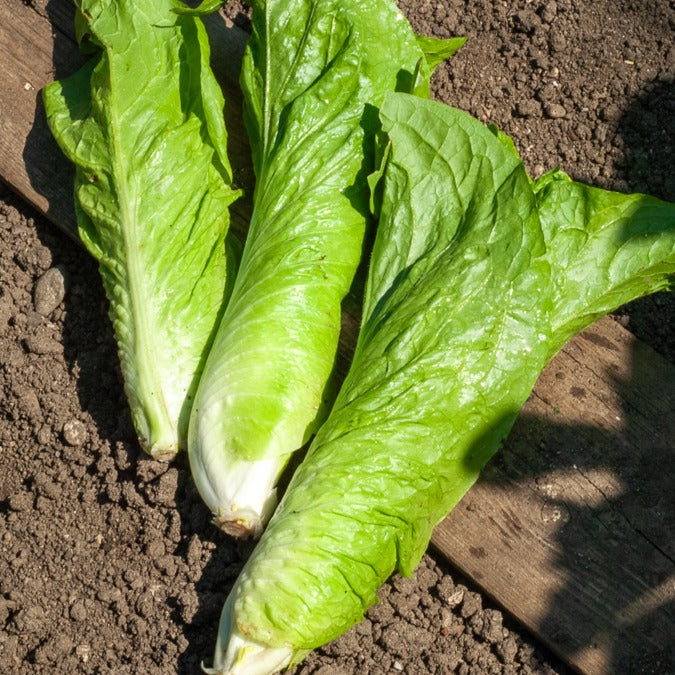 Wilde Cichorei Suikerbrood - Cichorium  intybus améliorée pain de sucre - Bakker