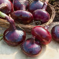 Uien - Uien Mix 'Hâtif Paris', 'Vertus', 'Brunswick', 'Zebrune' - Collection de 4 oignons (hâtif paris, vertus, brunswick, zebrune)