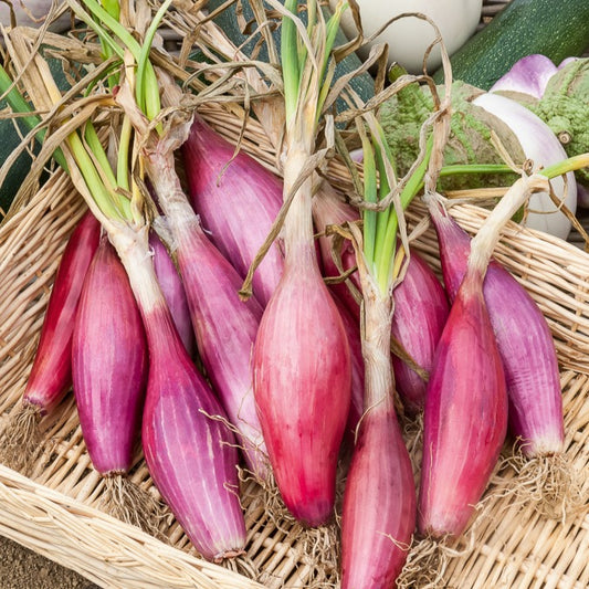 Rode ui 'Red Long of Florence' - Bakker