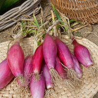 Rode ui 'Red Long of Florence' - Allium cepa long de florence - Bakker