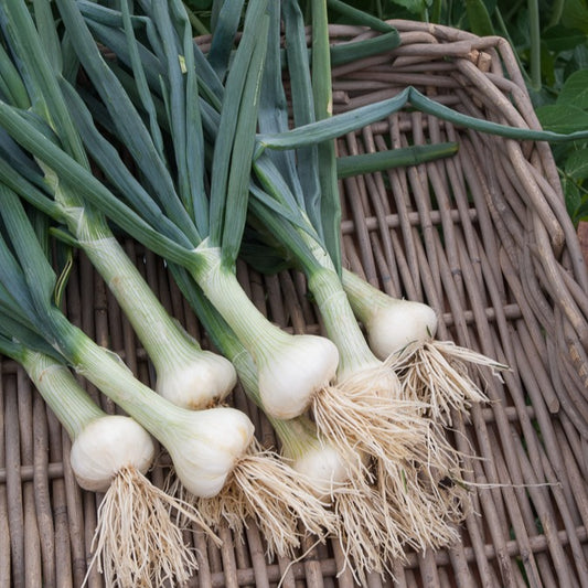 Witte ui 'Voege van Parijs' - Bakker