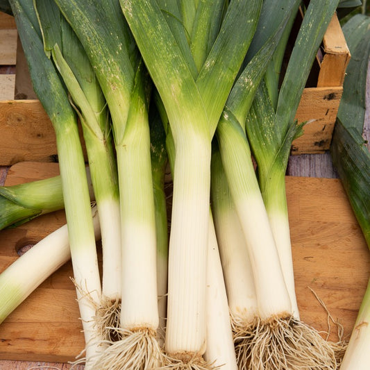 Prei 'Arkansas' - Bakker