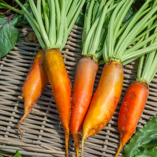 Dubbelbloemige stokroos - t va - Bakker