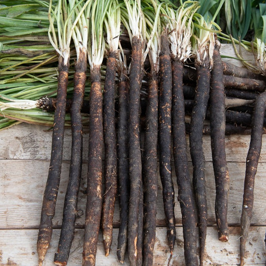 Schorseneer 'Zwarte Russische' - Bakker