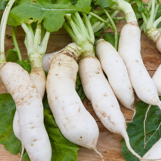 Raap 'Croissy' - Bakker