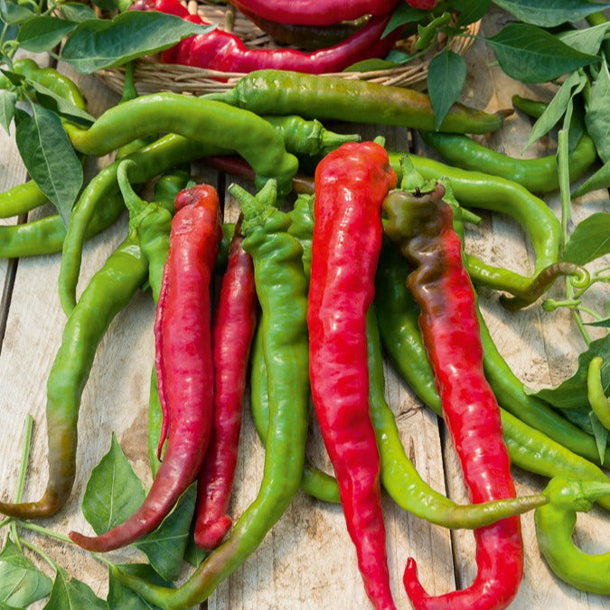 Spaanse peper 'Doux des Landes' - Bakker