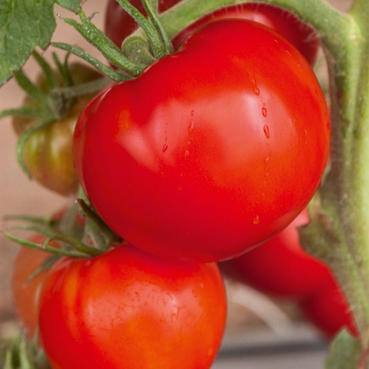 Tomaat 'Saint Pierre' - Bakker