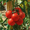 Tomaat 'Montfavet' - Solanum lycopersicum montfavet 63/5 f1 (obt. inra) - Moestuin